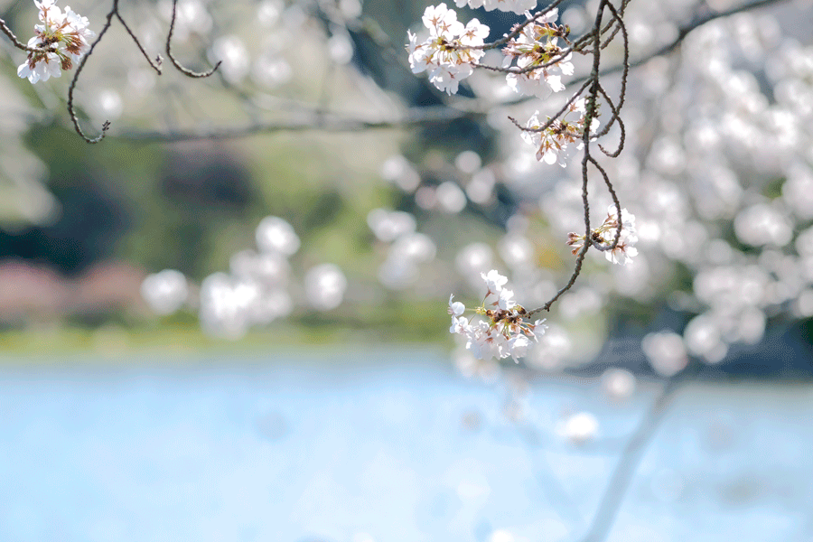 e0243382_06315313.gif