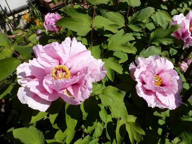 c0286885_10290452.jpg