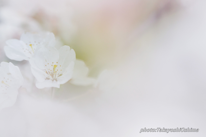桜撮影会_f0361287_19541695.jpg