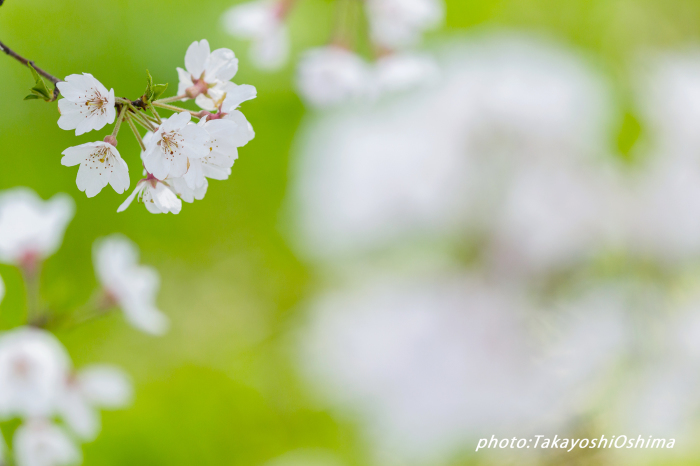 桜撮影会_f0361287_19554162.jpg