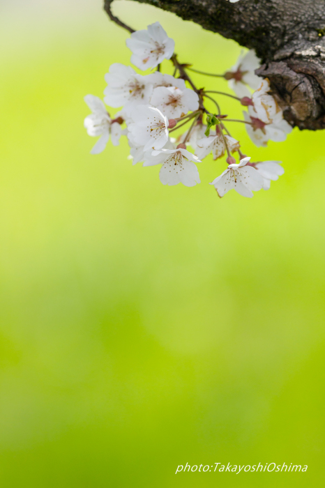 桜撮影会_f0361287_19560679.jpg