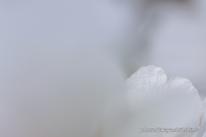 桜撮影会_f0361287_19572972.jpg