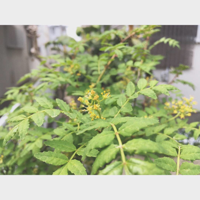 5月のお知らせです_d0261589_11043050.jpg