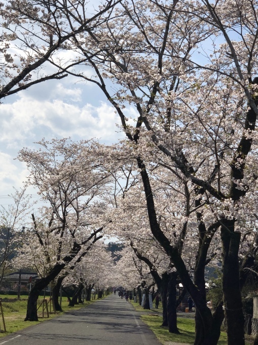 平成最後の桜_e0145589_23593891.jpeg