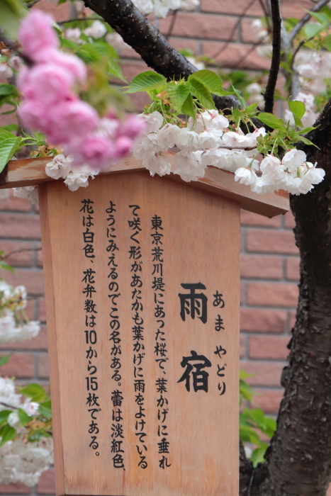 葉かげに垂れて咲く…_f0083400_22363753.jpg