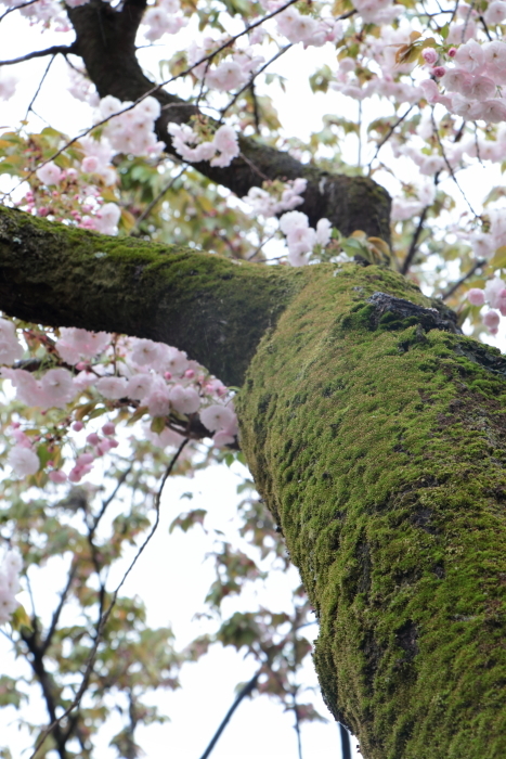 葉かげに垂れて咲く…_f0083400_22365266.jpg