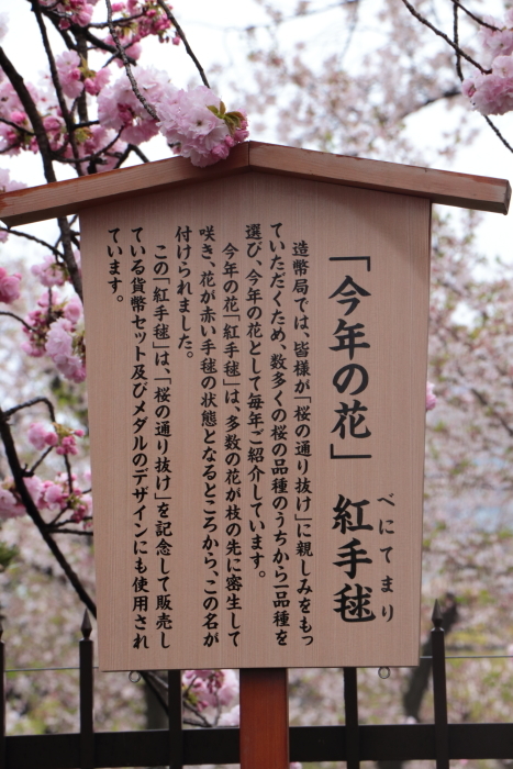 葉かげに垂れて咲く…_f0083400_22374120.jpg