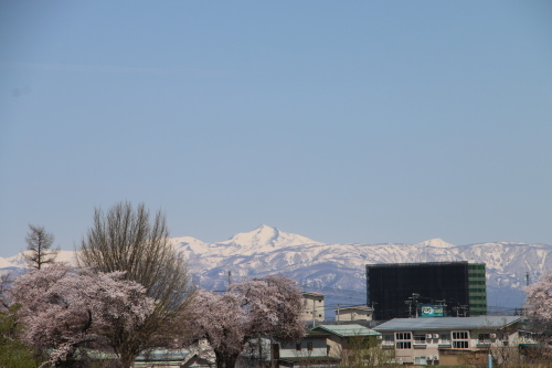 最上川・松川の堤防、ステーキ・オルガン、茂林寺、妙圓寺、の桜を愛でる・３_c0075701_20391493.jpg