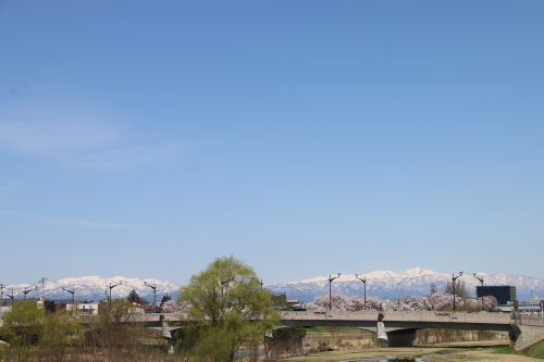 最上川・松川の堤防、ステーキ・オルガン、茂林寺、妙圓寺、の桜を愛でる・３_c0075701_20402592.jpg