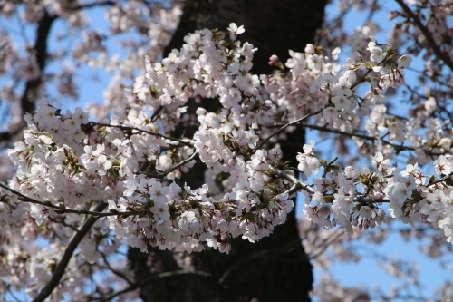 最上川・松川の堤防、ステーキ・オルガン、茂林寺、妙圓寺、の桜を愛でる・３_c0075701_20414592.jpg