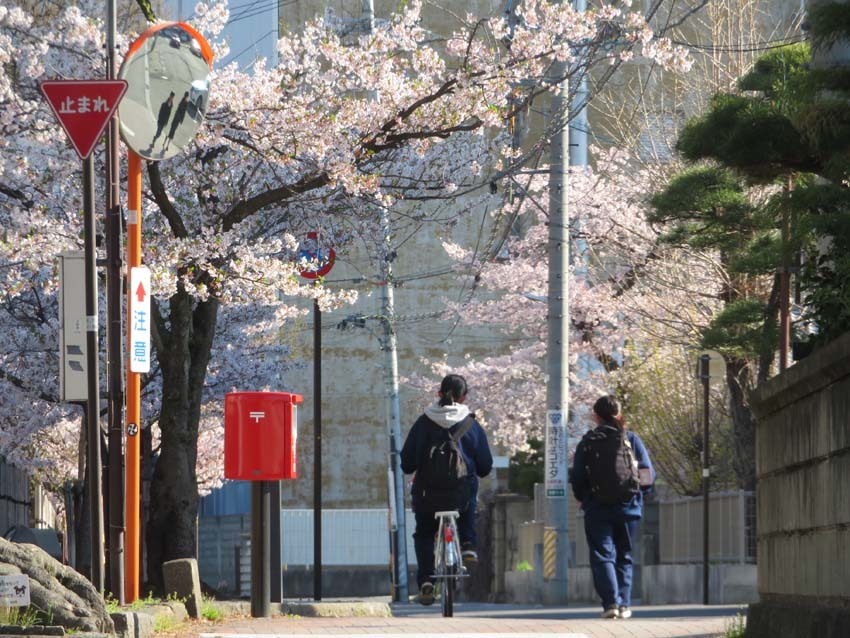 桜あちこち２_f0014205_19434841.jpg