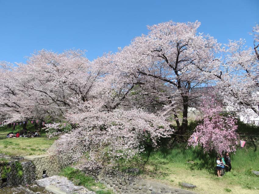 桜あちこち２_f0014205_19461848.jpg