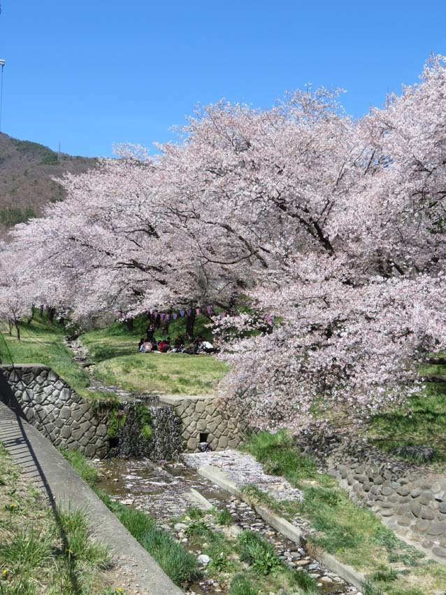 桜あちこち２_f0014205_19462080.jpg