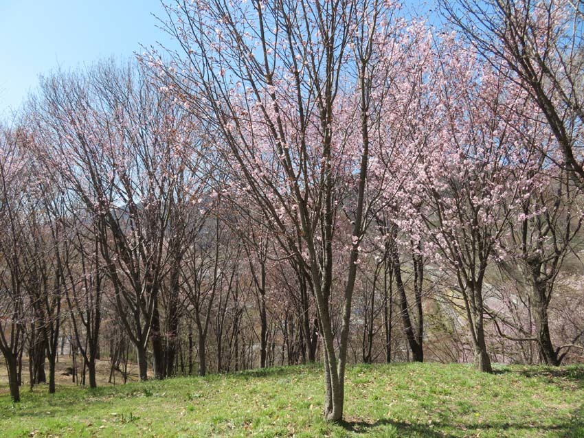 桜あちこち２_f0014205_19465537.jpg