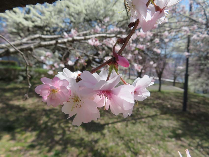 桜あちこち２_f0014205_19465648.jpg