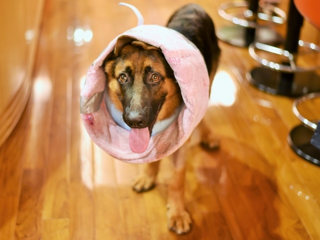 タフな子犬_d0360206_00365166.jpg