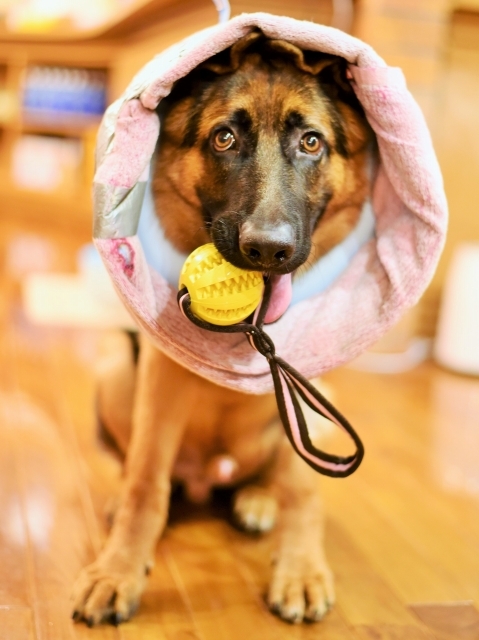 タフな子犬_d0360206_00365194.jpg