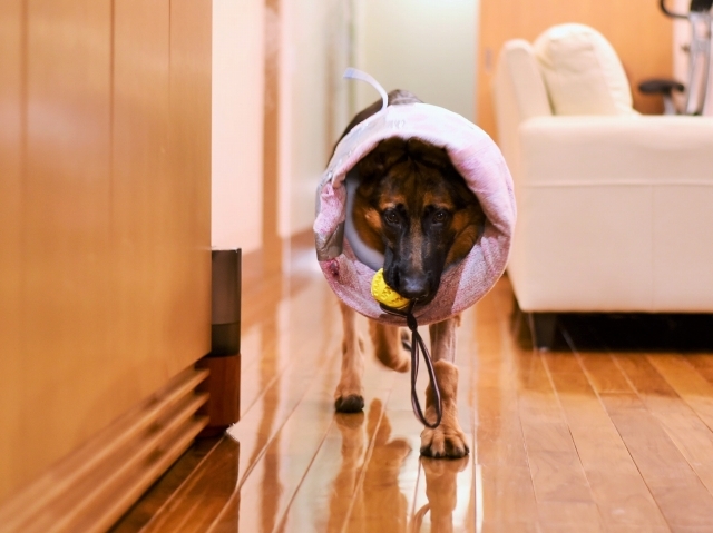 タフな子犬_d0360206_00365754.jpg