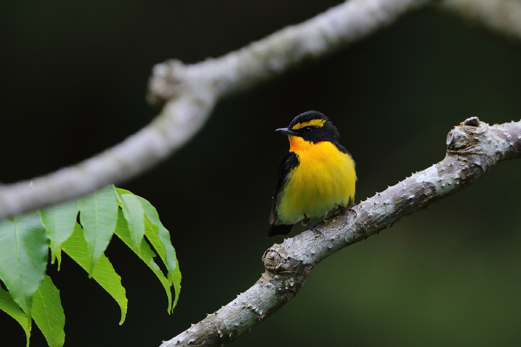 ２０１９ ４月　悪石島の野鳥　６_d0230507_09074021.jpg