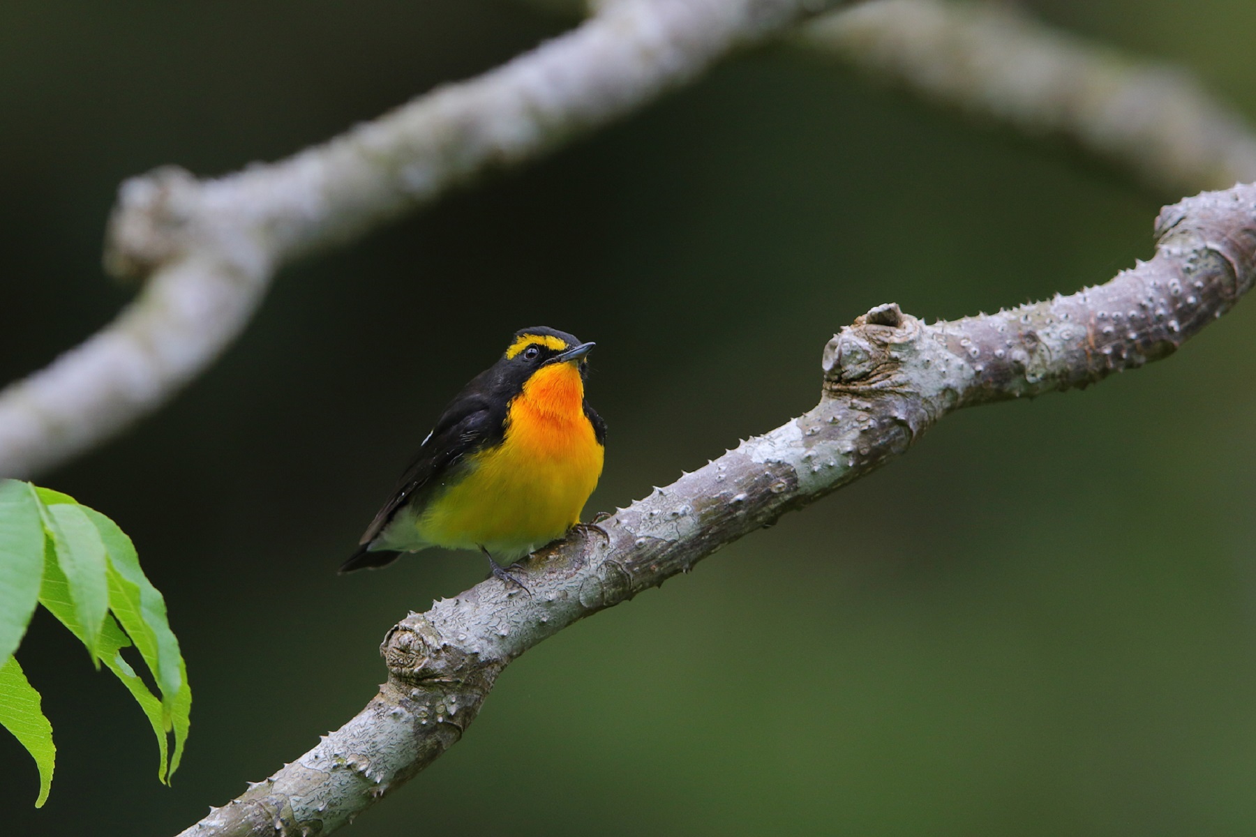 ２０１９ ４月　悪石島の野鳥　６_d0230507_09075275.jpg