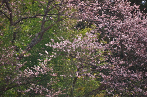a0263109_16455390.jpg