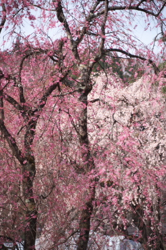 a0263109_16481697.jpg