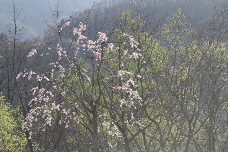北毛に春が来た - 2019年桜・上越線 -_b0190710_21413267.jpg