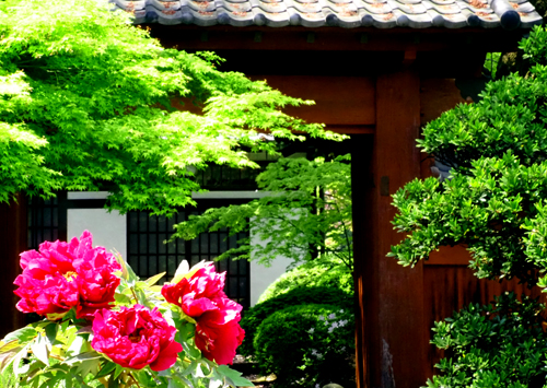 初夏の豪徳寺　（４月２０日）_a0023315_18283320.jpg