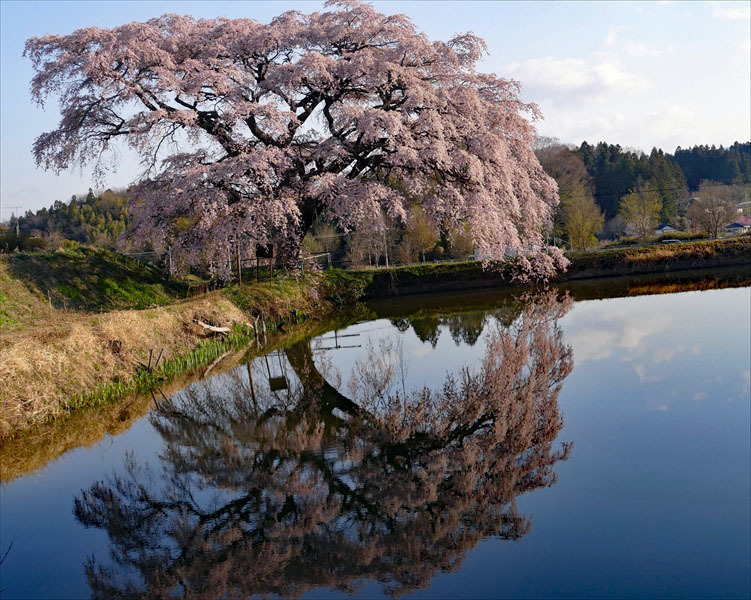 福島市松川町 芳水の桜 フォトハウス In 福島