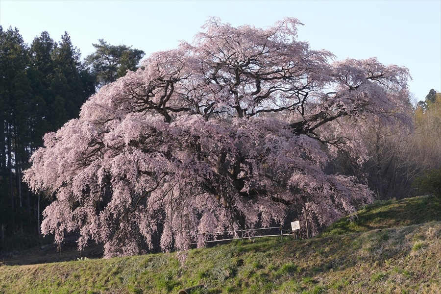 福島市松川町 芳水の桜 フォトハウス In 福島