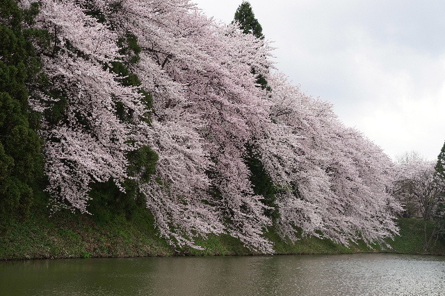 夜桜に浮かれ_d0242335_23212134.jpg