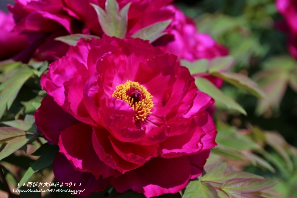 e0052135_10264690.jpg
