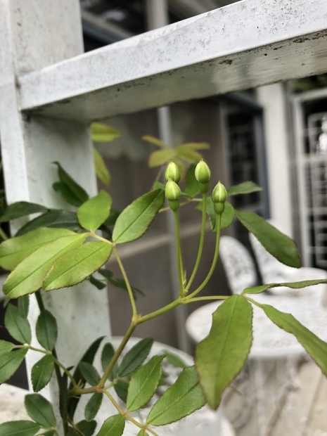 f0038336_08155955.jpeg