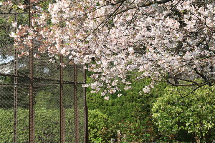 山手公園の桜_f0364539_23345454.jpg