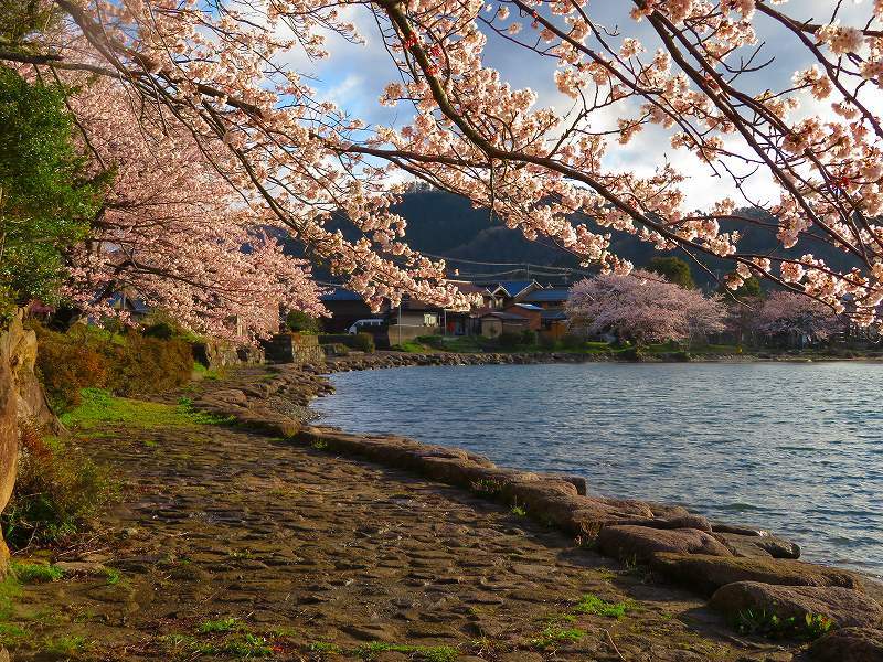 海津の桜と奥琵琶湖（滋賀）20190411_e0237645_23055820.jpg