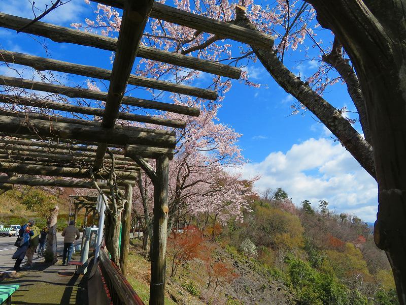 海津の桜と奥琵琶湖（滋賀）20190411_e0237645_23074366.jpg