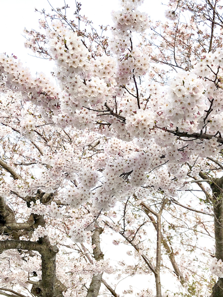 SAKURA　～桜～_a0073948_21431319.jpg