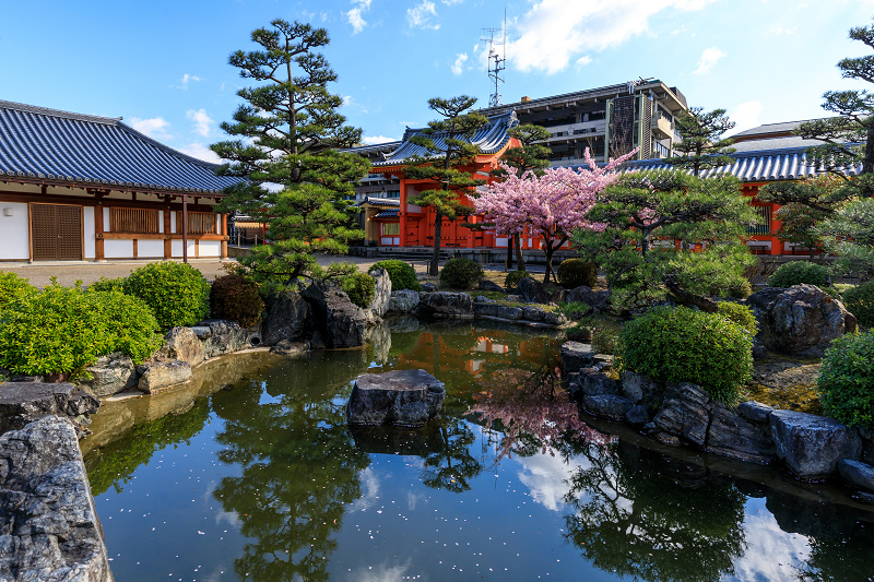 桜咲く京都2019　三十三間堂の花々_f0155048_23413762.jpg