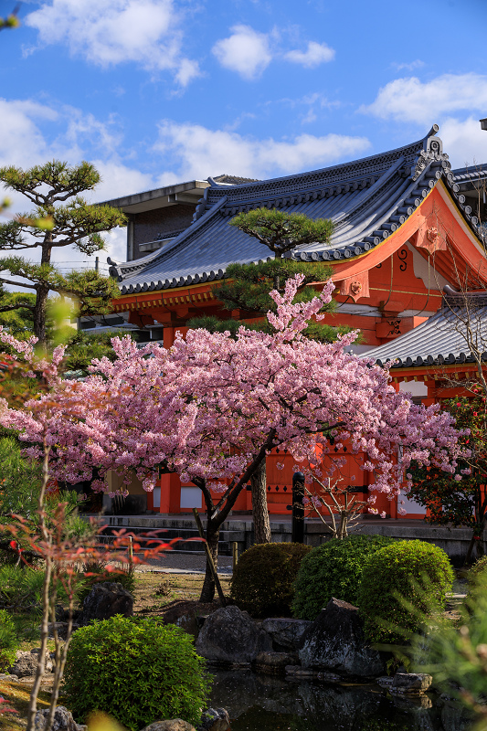 桜咲く京都2019　三十三間堂の花々_f0155048_23424924.jpg