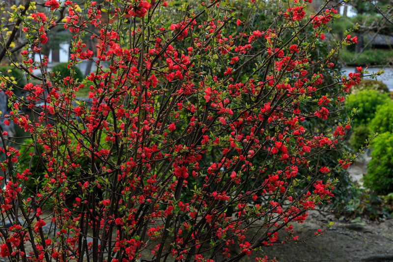 桜咲く京都2019　三十三間堂の花々_f0155048_23433775.jpg