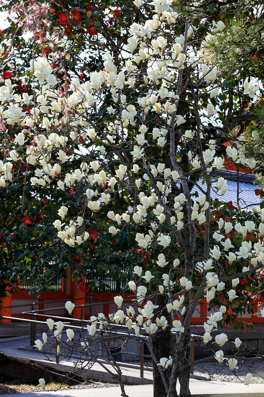 桜咲く京都2019　三十三間堂の花々_f0155048_2343533.jpg