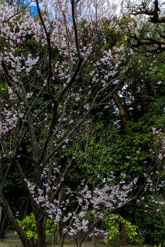 桜咲く京都2019　三十三間堂の花々_f0155048_23442164.jpg