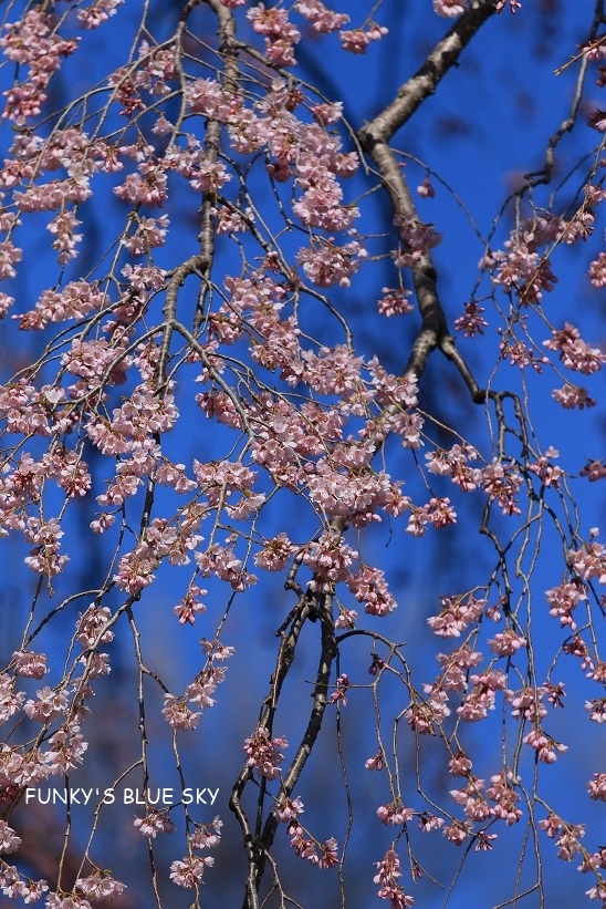 c0145250_11091404.jpg