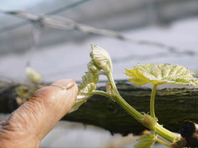熊本ぶどう 社方園 今年も順調に花が咲きました!花セットの様子と匠の技を学ぶ研修生の話(後編)_a0254656_17111978.jpg