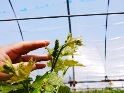 熊本ぶどう 社方園 今年も順調に花が咲きました!花セットの様子と匠の技を学ぶ研修生の話(後編)_a0254656_17135638.jpg