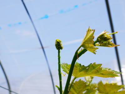 熊本ぶどう 社方園 今年も順調に花が咲きました!花セットの様子と匠の技を学ぶ研修生の話(後編)_a0254656_17153049.jpg