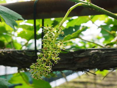 熊本ぶどう 社方園 今年も順調に花が咲きました!花セットの様子と匠の技を学ぶ研修生の話(後編)_a0254656_17185275.jpg