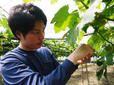 熊本ぶどう 社方園 今年も順調に花が咲きました!花セットの様子と匠の技を学ぶ研修生の話(後編)_a0254656_17213872.jpg