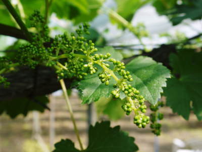 熊本ぶどう 社方園 今年も順調に花が咲きました!花セットの様子と匠の技を学ぶ研修生の話(後編)_a0254656_17313250.jpg