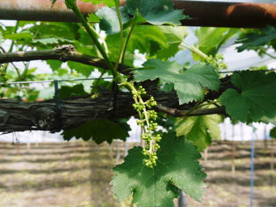 熊本ぶどう 社方園 今年も順調に花が咲きました!花セットの様子と匠の技を学ぶ研修生の話(後編)_a0254656_17350722.jpg